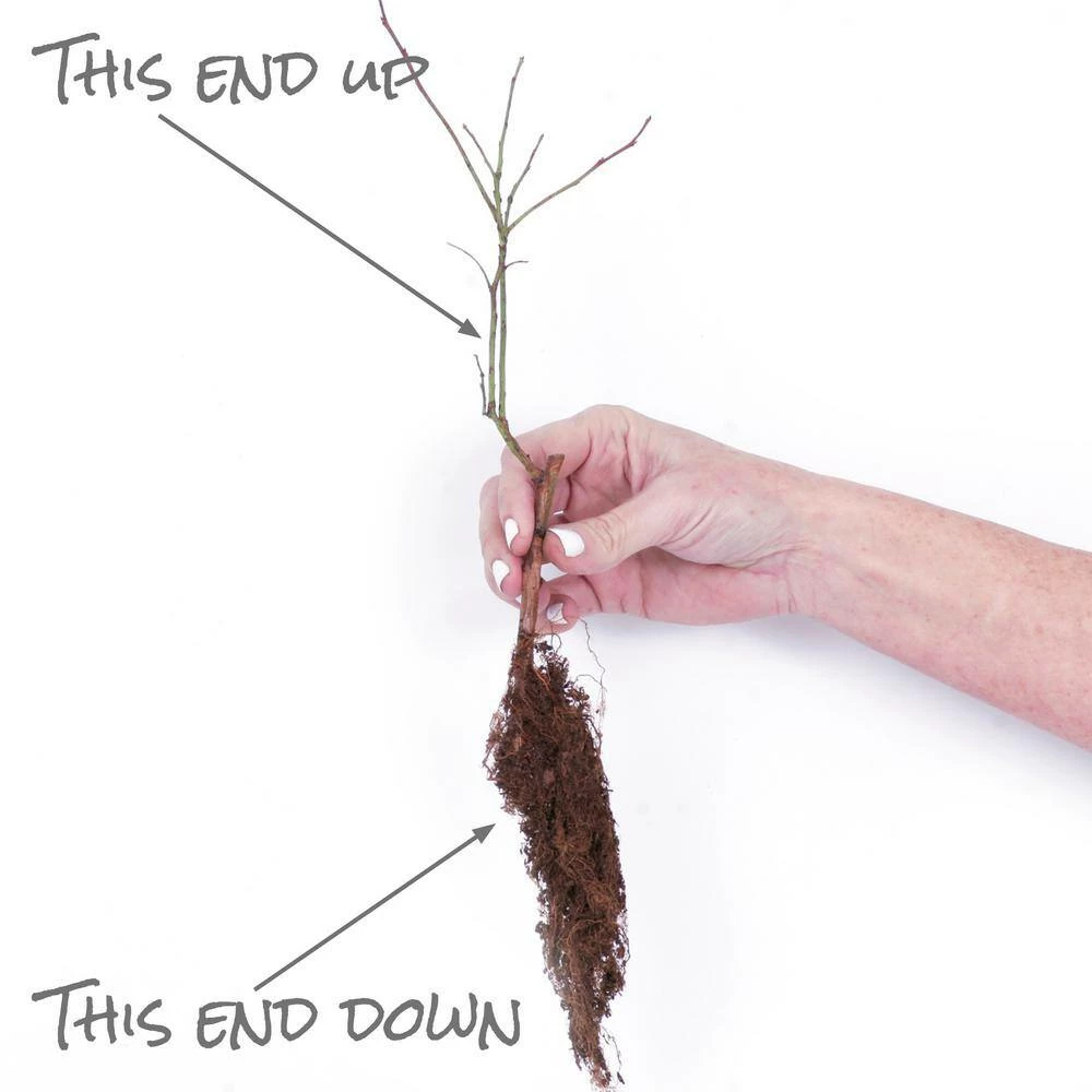 VAN ZYVERDEN Blueberry Patch Plant (3-Pack) 5 VAN ZYVERDEN Blueberry Patch Plant (3-Pack) - Image 3