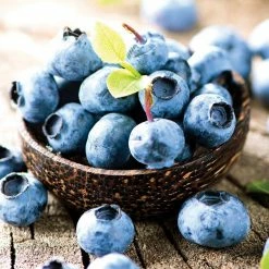 VAN ZYVERDEN Blueberry Patch Plant (3-Pack)