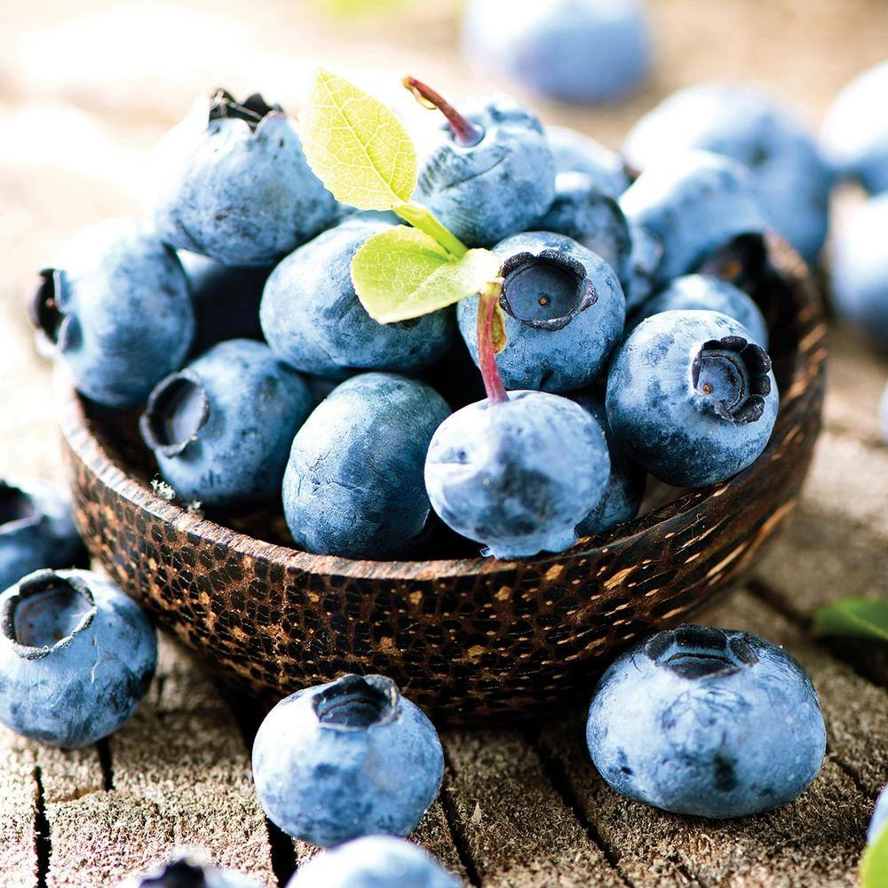 VAN ZYVERDEN Blueberry Patch Plant (3-Pack) 3 VAN ZYVERDEN Blueberry Patch Plant (3-Pack)