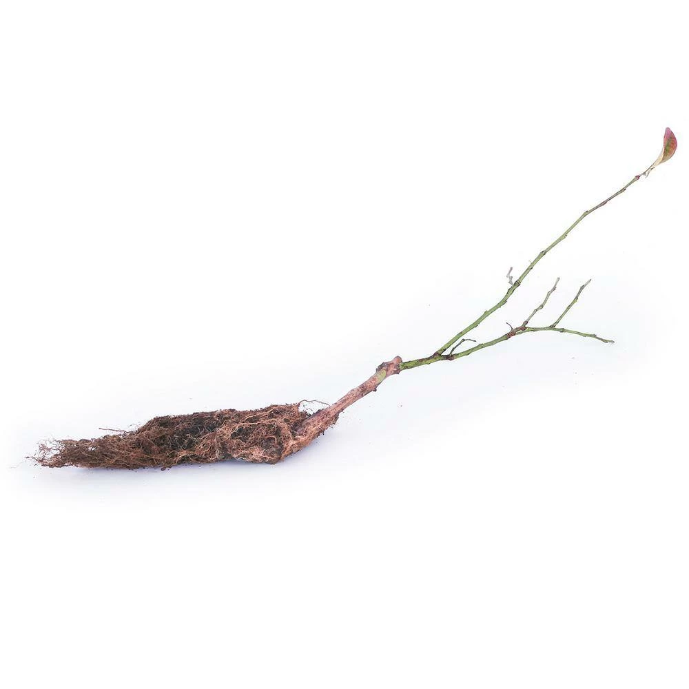 VAN ZYVERDEN Blueberry Patch Plant (3-Pack) 4 VAN ZYVERDEN Blueberry Patch Plant (3-Pack) - Image 2