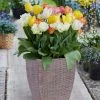 VAN ZYVERDEN Tulip Patio Planter Kit With Decorative Faux Rattan Planter, Medium, Gloves and a Set of 15 Bulbs -VAN ZYVERDEN shop van zyverden hanging planters 87171 64 1000