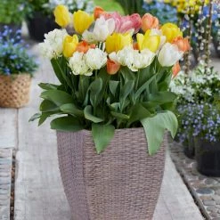 VAN ZYVERDEN Tulip Patio Planter Kit With Decorative Faux Rattan Planter, Medium, Gloves and a Set of 15 Bulbs