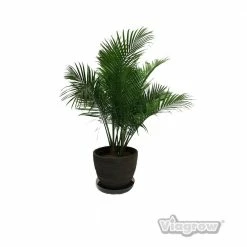 Viagrow 14 in. Clear Plastic Saucer (5-Pack) -VAN ZYVERDEN shop viagrow planter saucers v14cs 5 40 1000