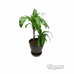 Viagrow 14 in. Clear Plastic Saucer (5-Pack) -VAN ZYVERDEN shop viagrow planter saucers v14cs 5 77 1000