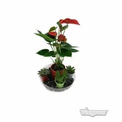 Viagrow 17.5 in. Clear Plastic Saucer (5-Pack) 14 Viagrow 17.5 in. Clear Plastic Saucer (5-Pack) -VAN ZYVERDEN shop viagrow planter saucers v17cs 5 66 1000