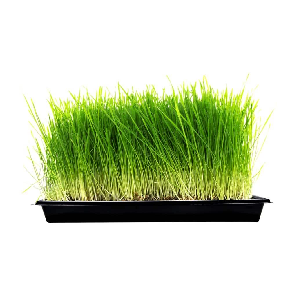 Viagrow 10 in. x 20 in. Propagation Starter Seedling Trays with Holes (10-Pack) 6 Viagrow 10 in. x 20 in. Propagation Starter Seedling Trays with Holes (10-Pack) - Image 4