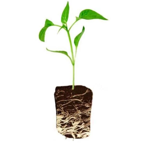 Viagrow 50 Site Pro Plugs with Insert 13 Viagrow 50 Site Pro Plugs with Insert - Image 11