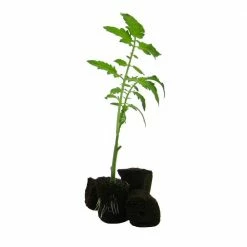 Viagrow Super Plugs Seed Starter Plug (1400 per Case) -VAN ZYVERDEN shop viagrow seed starters vssp1400 c3 1000